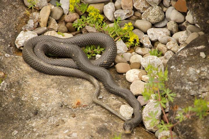 Snakes: Tree Tales and Tall Tales