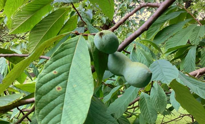 Treeful Treats Along the Trail