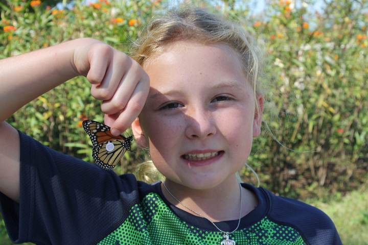 Monarch Tagging