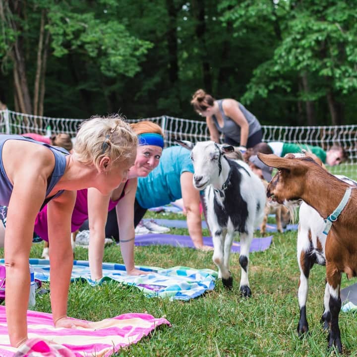Goat Yoga