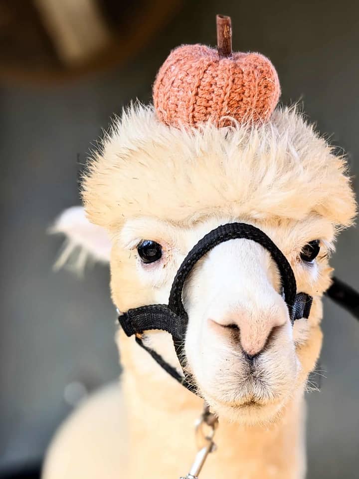 Family Farm Day: Halloween