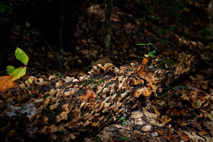 Master Naturalist Advanced Training: Fungi and Their Decomposing Allies