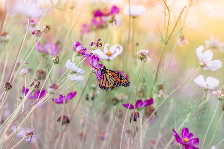 Backyard Habitat Workshop with South Carolina Wildlife Federation