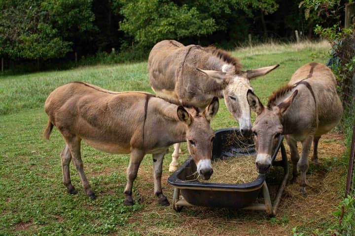 Donkey Meet & Greet