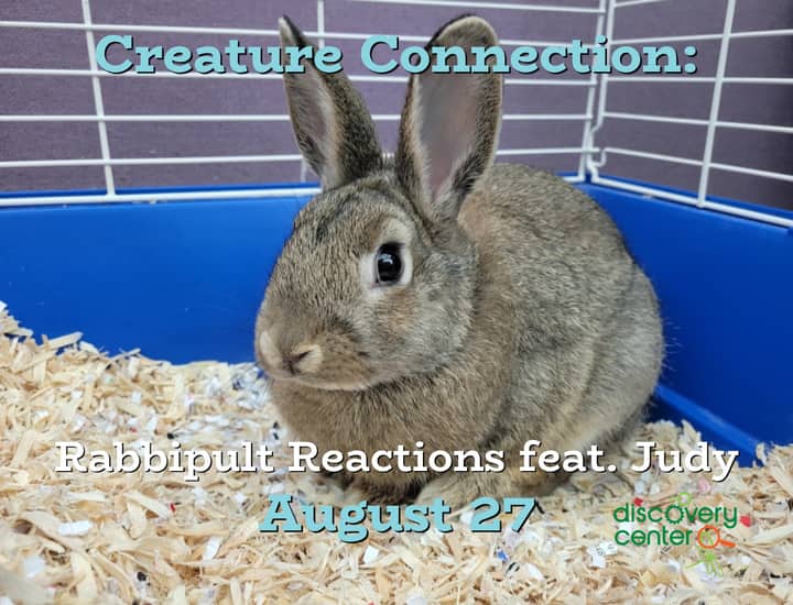 Creature Connection: Rabbipult Reactions