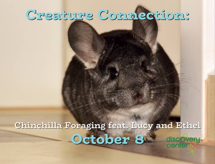 Creature Connection: Chinchilla Foraging