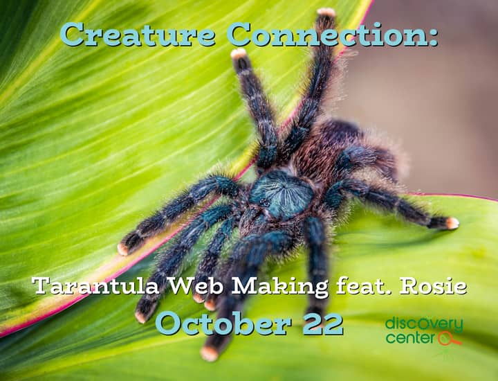Creature Connection: Tarantula Web Making