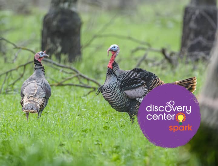 SPARK! Run, Turkey, Run