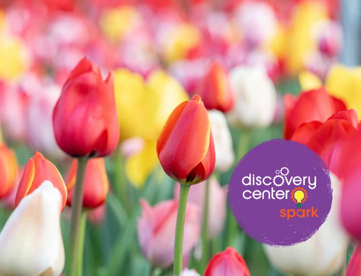 SPARK! Late Fall Garden Day: Tulip Garden