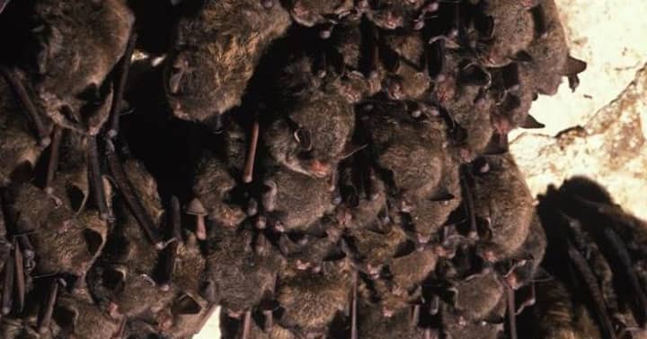 Bat ya didn't know!