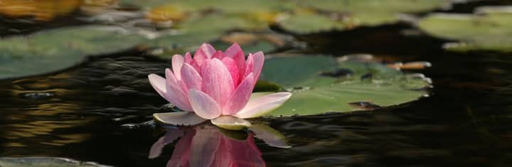 WELLNESS IN BLOOM: THE HEALING GARDEN TOUR – OCTOBER