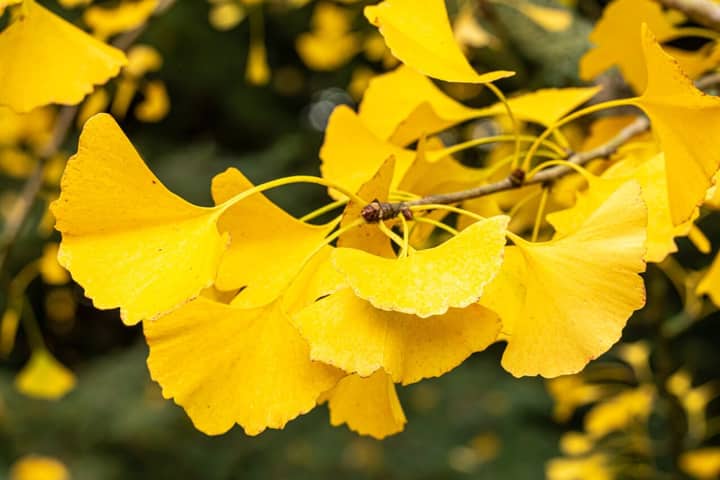 SEASONAL SPLENDOR TOUR: NOVEMBER 5