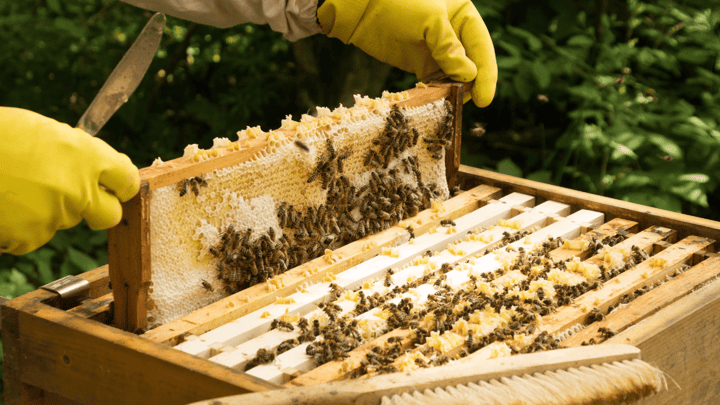 Beginner Beekeeping 2.0