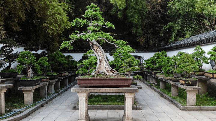 Bonsai for Beginners