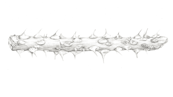 Botany for Botanical Illustration