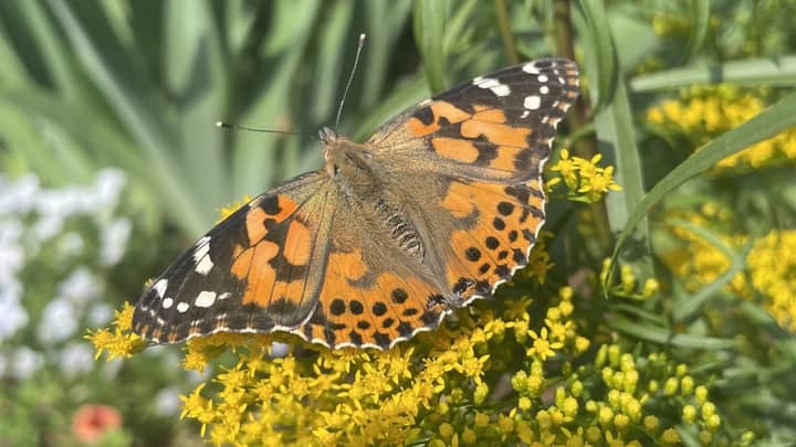 Fall Planting for Pollinators