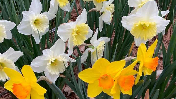 Daffodil, Jonquil, or Narcissus? Learn Classification, Outstanding Cultivars, and More
