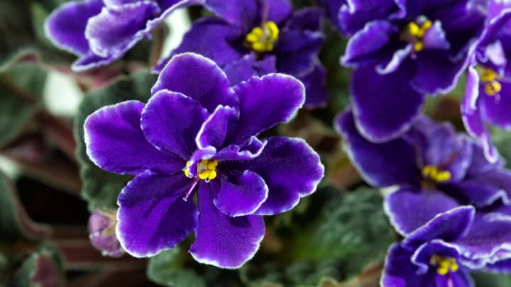 African Violets 101