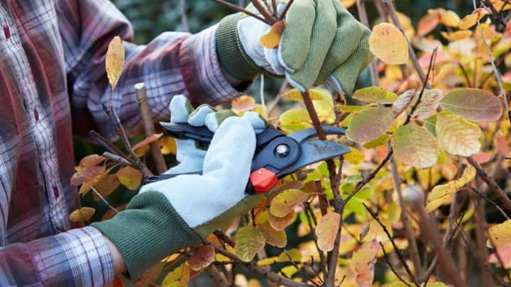 Fall Pruning and Seasonal Gardening