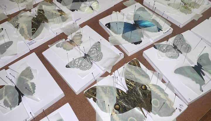 Butterfly Pinning 101