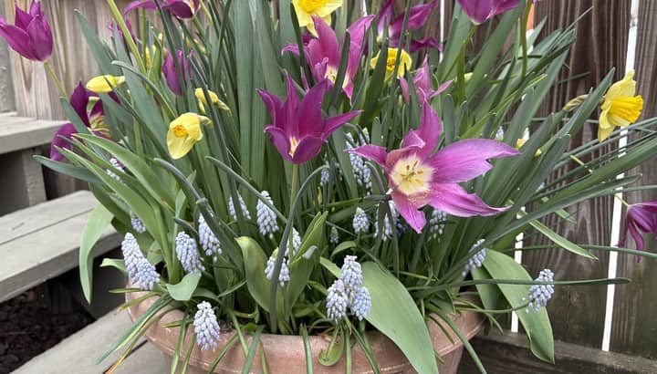 Container Gardening with Bulbs