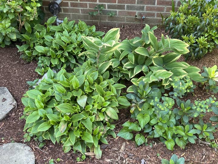 Gardening in the Shade: Unlocking the Hidden Potential of Your Landscape