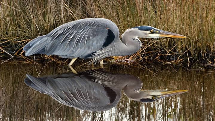 Our Little Feathered Friends – A Bird Photography Workshop