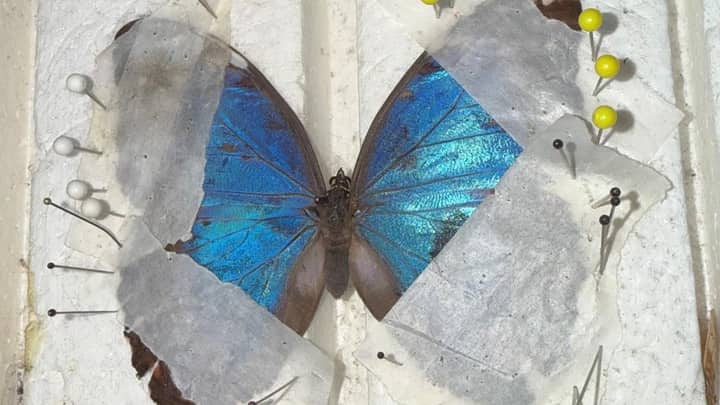Butterfly Pinning 102: Common Morpho