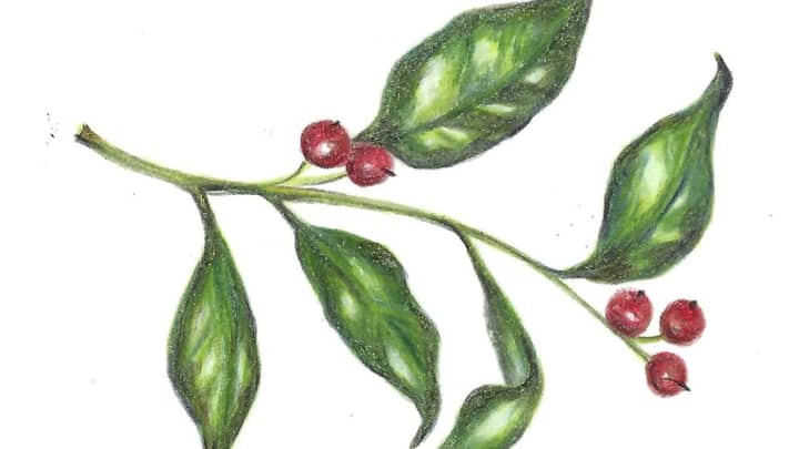 Seasonal Greens in Colored Pencil and Micron Pen