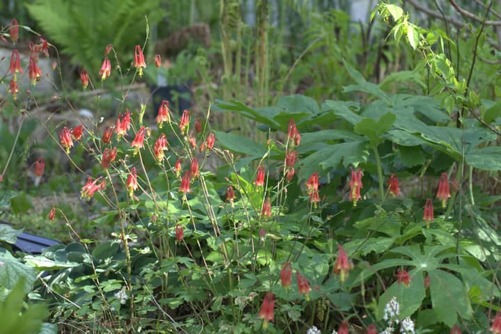 Creating a Resilient Garden: Growing Landscapes in a Changing World