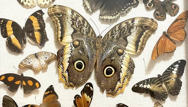 Butterfly Pinning 103: Owl Butterfly
