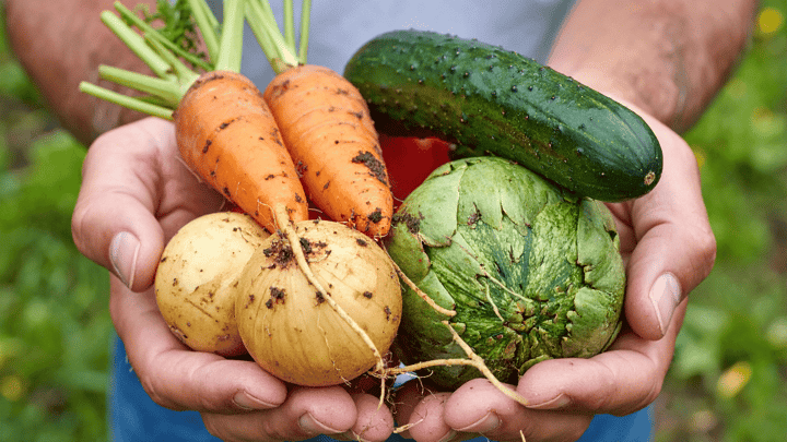 Post-Harvest Handling of Veggies: Washing, Curing, and Storing