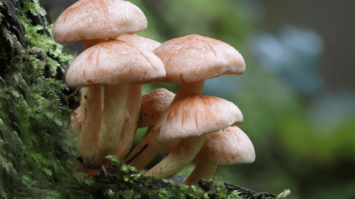 Botany for Botanical Illustration: Fungi