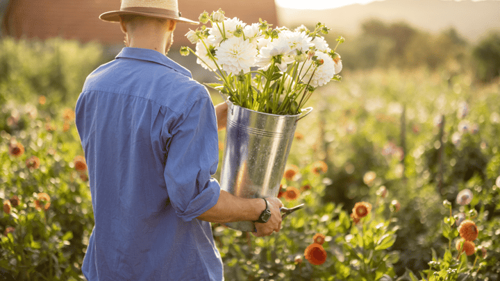Dahlias: Harvesting, Dividing & Storing for Seasons of Blooms