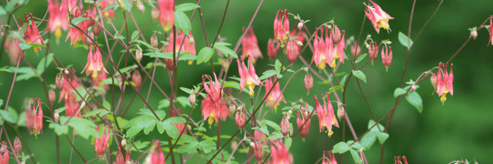Native Plants for Beginners