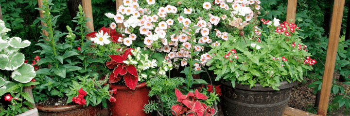 Plant, Design & Grow: Fall Container Garden Workshop