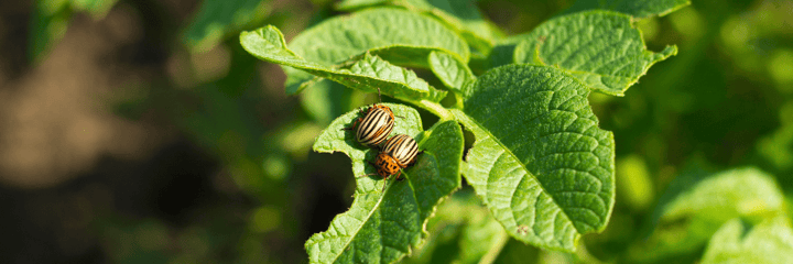 Best Pest Management Practices in an Organic Veggie Garden