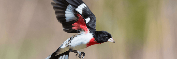 Exploring the Mystery of Bird Migration