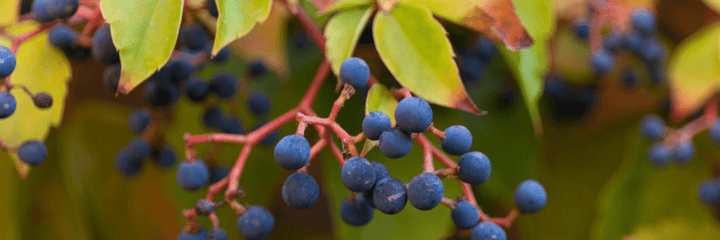 Plant Identification: Tools and Techniques for Identifying Native and Naturalized Plants in the Mid-Atlantic Region