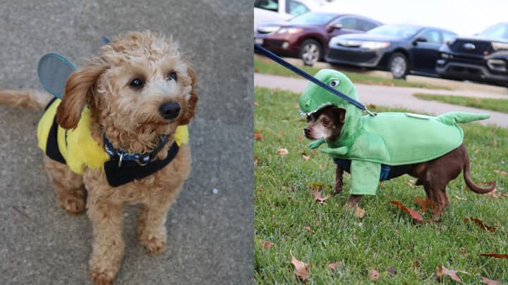 Barktoberfest