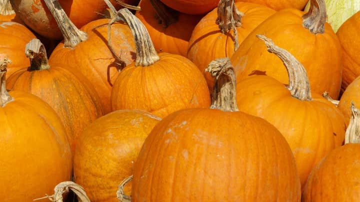 Pumpkin Walk Around The Pond