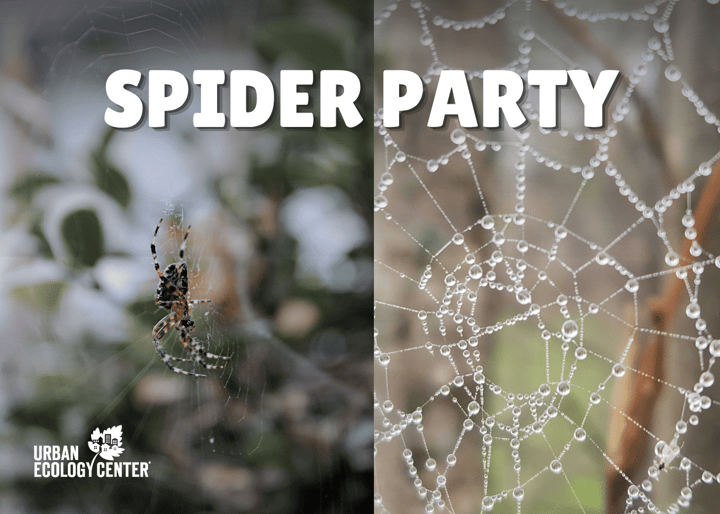 Spider Party at Riverside Park