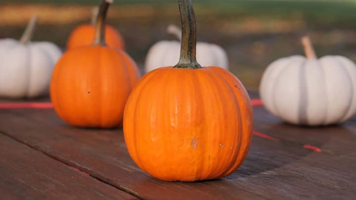 Pumpkin Carving