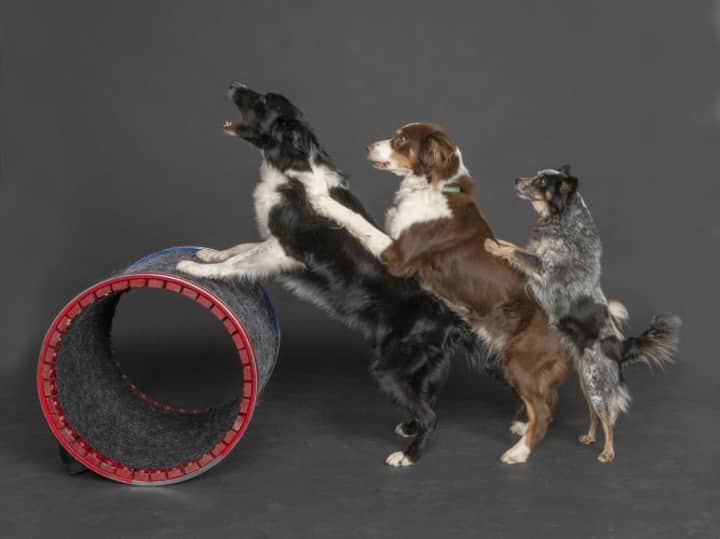Mutts Gone Nuts - Unleashed