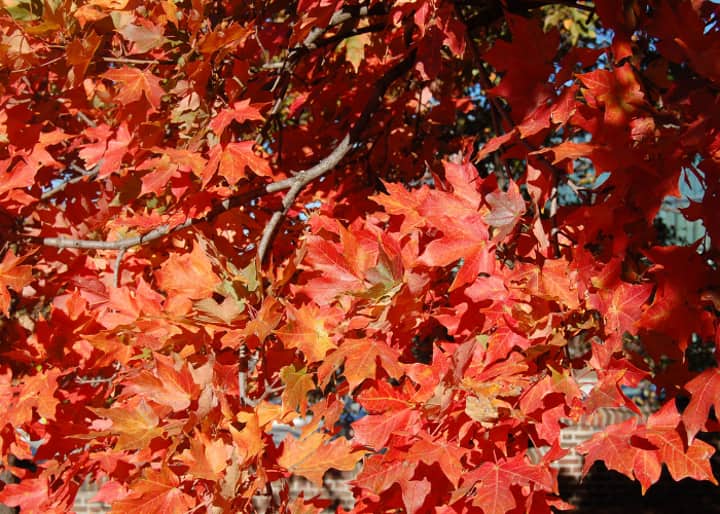 Explore and Discover: Arboretum Tour