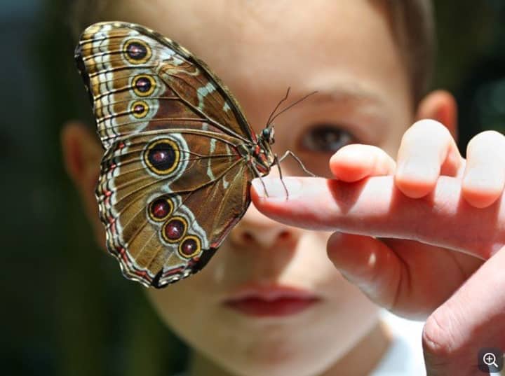 Pollinator Pairs (Adult/Child Workshop)