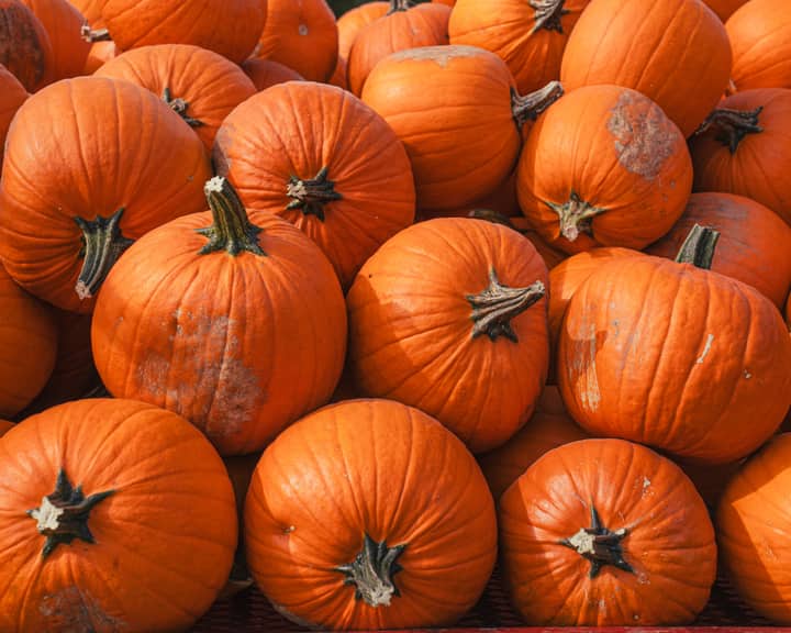 Walker Pumpkin Bash