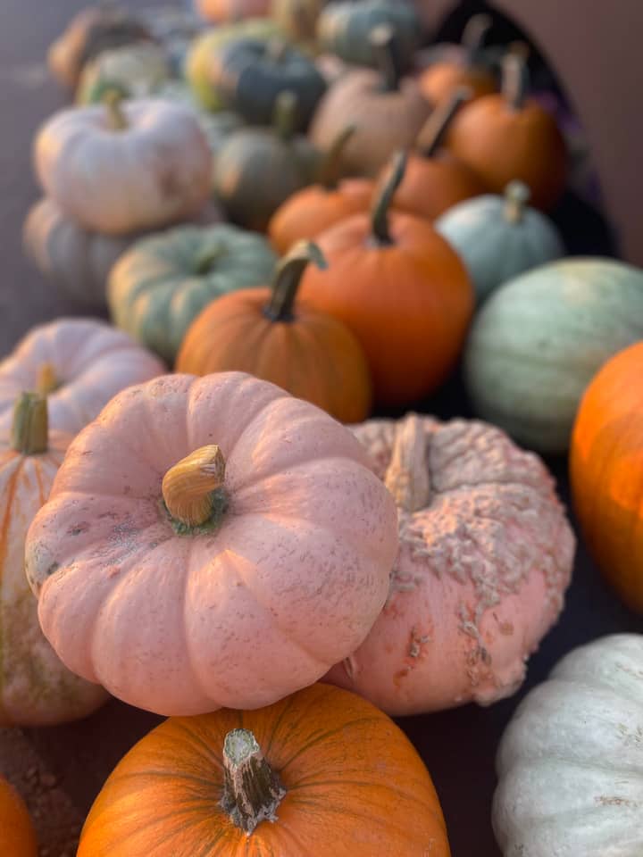 Downtown Lee’s Summit Farmers Market Harvest Festival