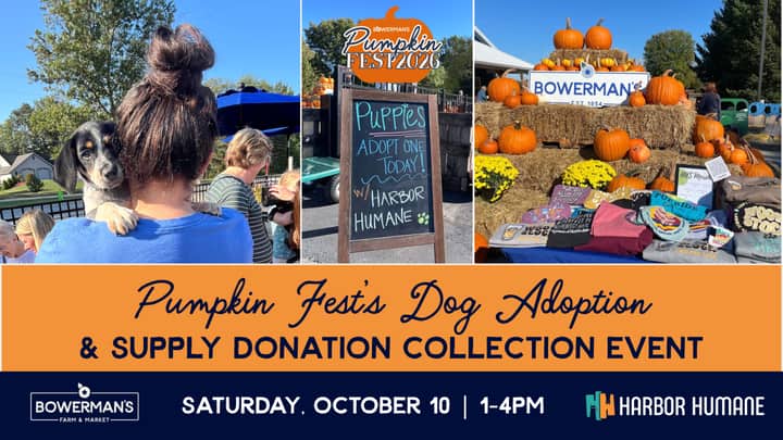 Pumpkin Fest's Dog Adoption