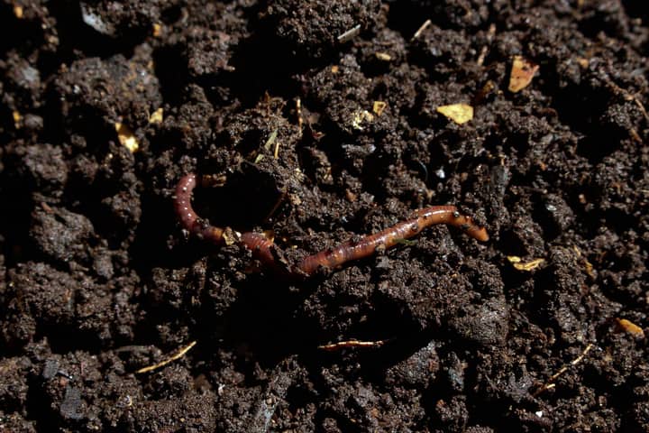 Land Lovers Series: Vermicomposting with Turkey Island Growers & Worm Farm